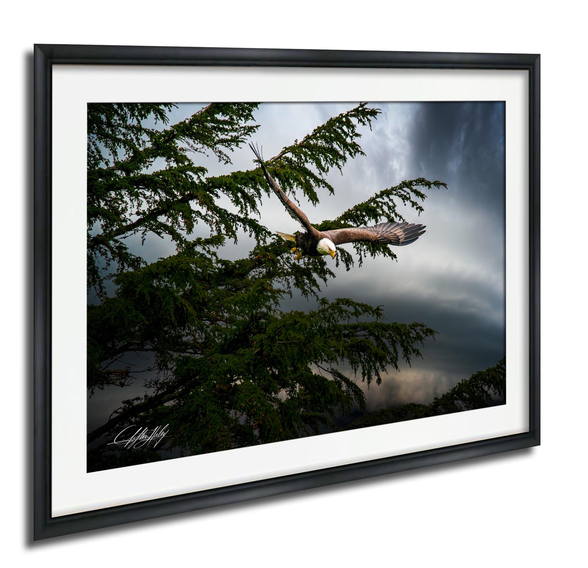 A framed photograph of a bald eagle soaring through a cloudy sky, with its wings spread wide as it flies over a tree.