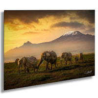 wildlife photography, Amboseli elephants, Kenya safari, African sunrise, Maasai culture, elephant conservation, African wildlife