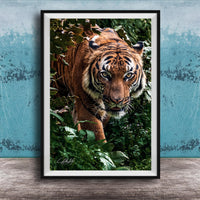 A close-up photograph of a tiger standing in a lush, green forest environment.