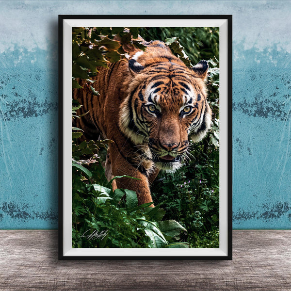 A close-up photograph of a tiger standing in a lush, green forest environment.