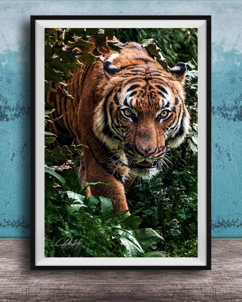 A close-up photograph of a tiger standing in a lush, green forest environment.
