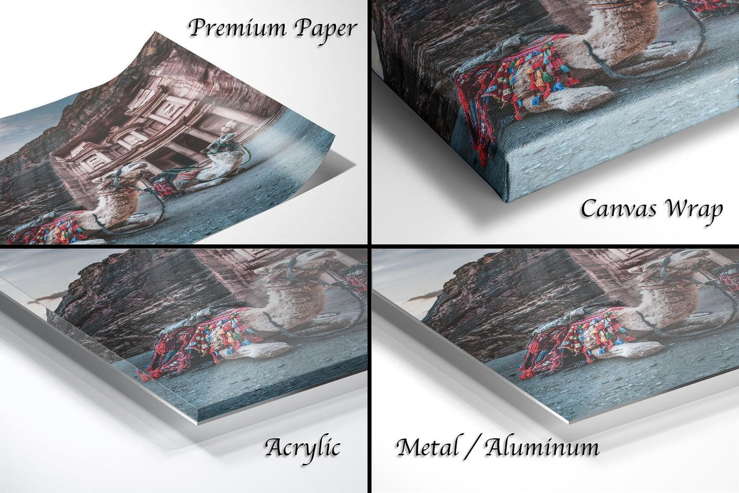 The image is a collage of four different views of a camel, each with a different description. The first view is labeled "Premium Paper", the second view is labeled "Canvas Wrap", the third view is labeled "Acrylic", and the fourth view is labeled "Metal/Aluminum".