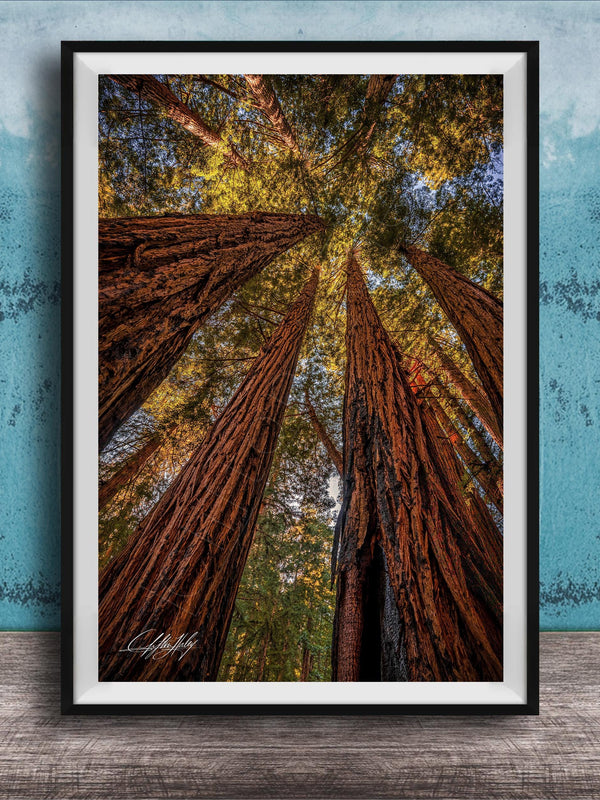 a serene forest scene with towering redwood trees reaching towards the sky, creating a sense of depth and scale.