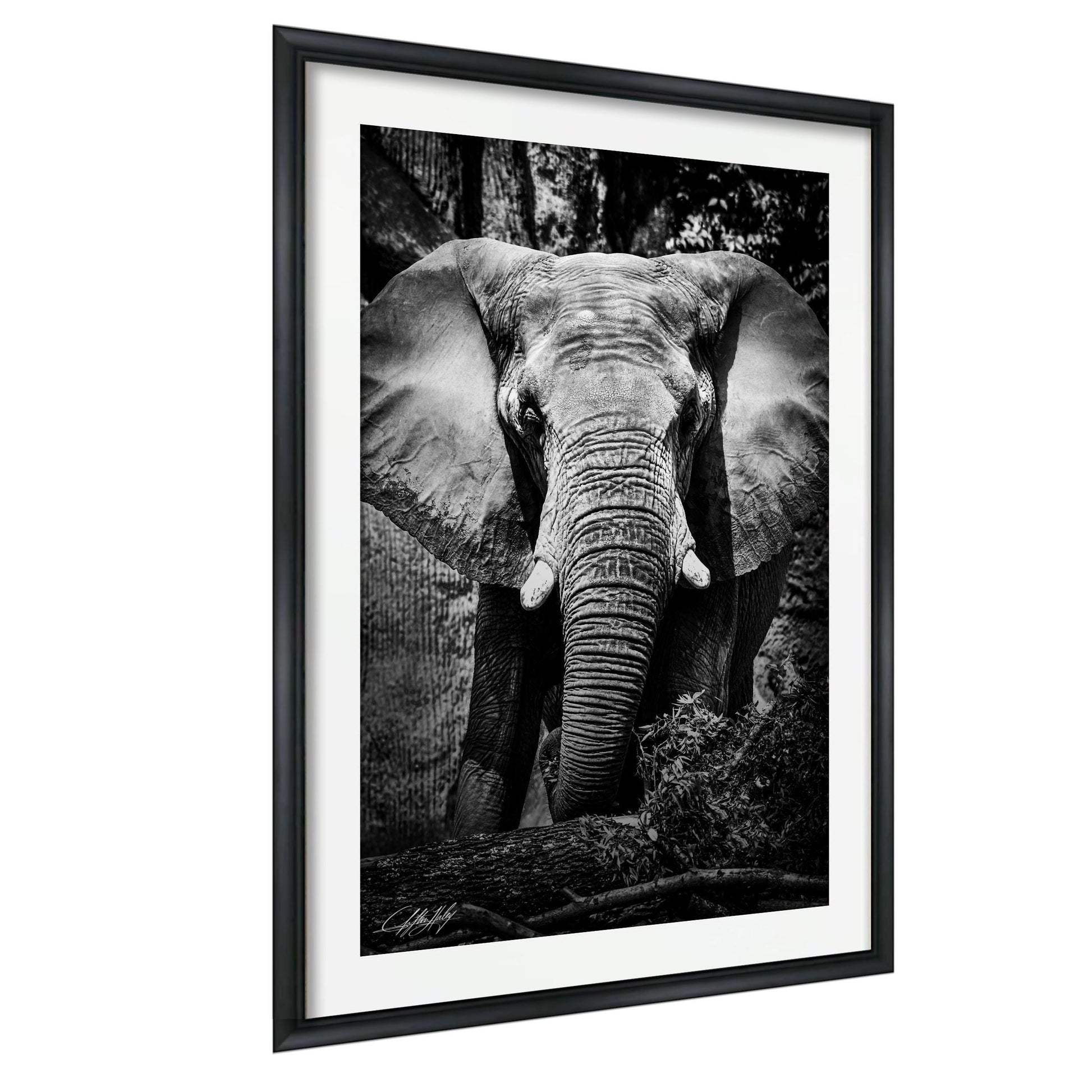 A black and white photograph of an elephant standing in a natural setting, with its large ears and trunk prominently featured.