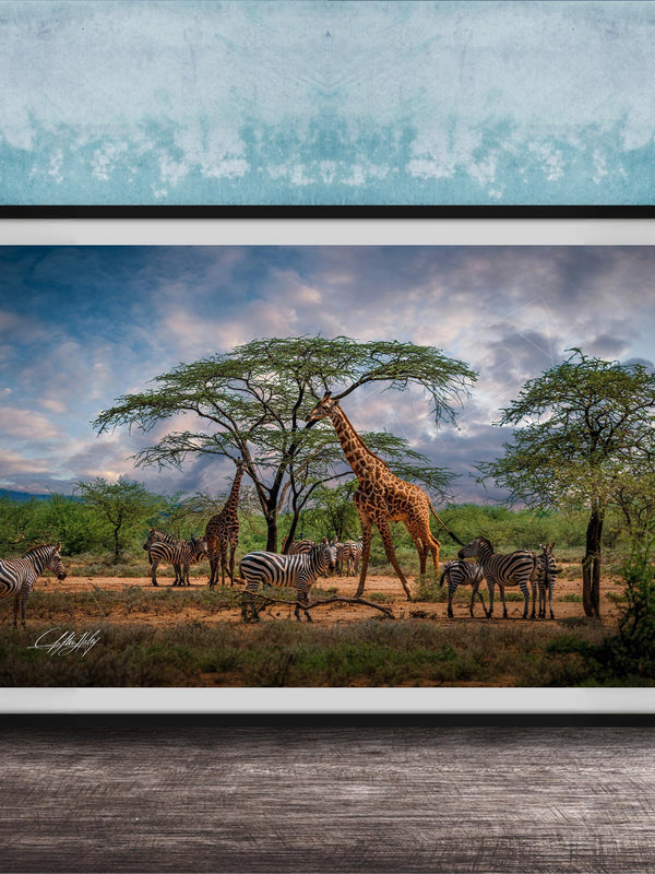A framed photograph depicting a group of zebras and giraffes in a natural setting, with a tree in the foreground and a cloudy sky in the background.