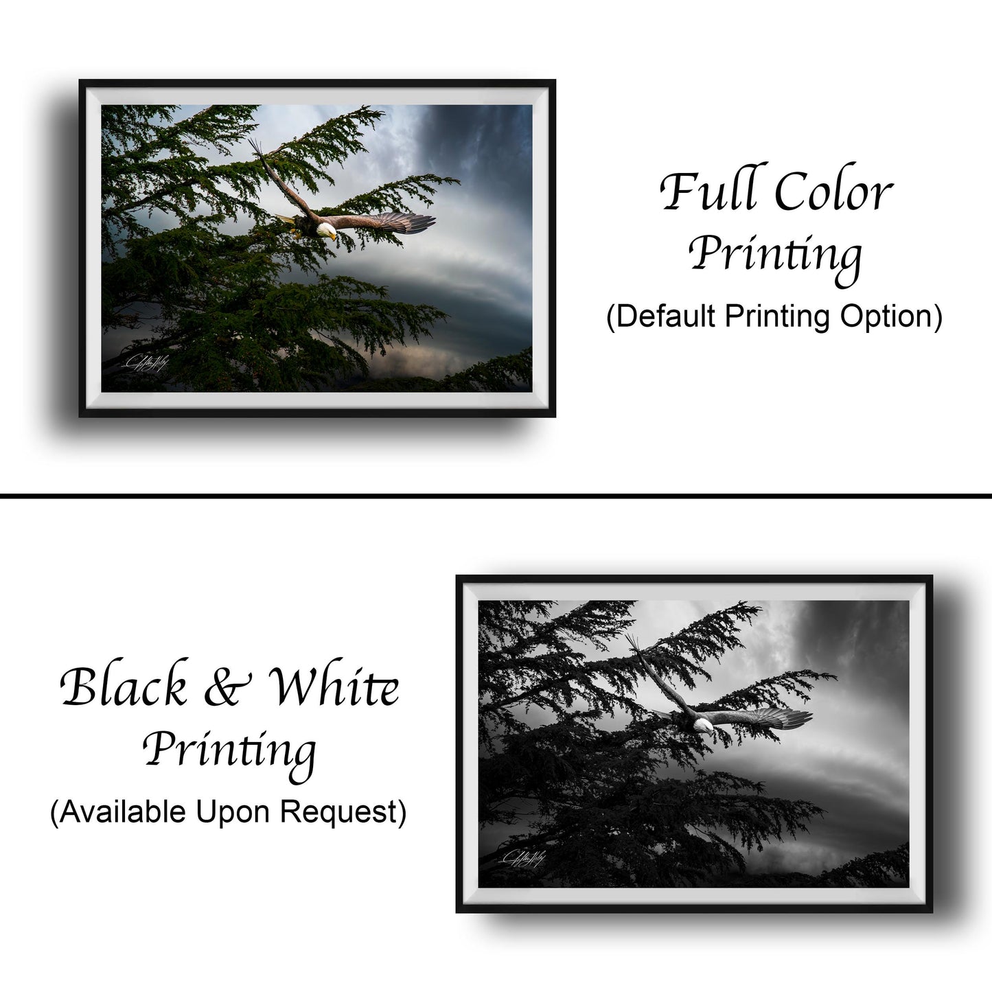The image is a collage of two framed photographs. The top photograph shows a bird flying in the sky, while the bottom photograph depicts a tree branch with leaves. The text below the images indicates that the full color printing is the default option, and the black and white printing is available upon request.