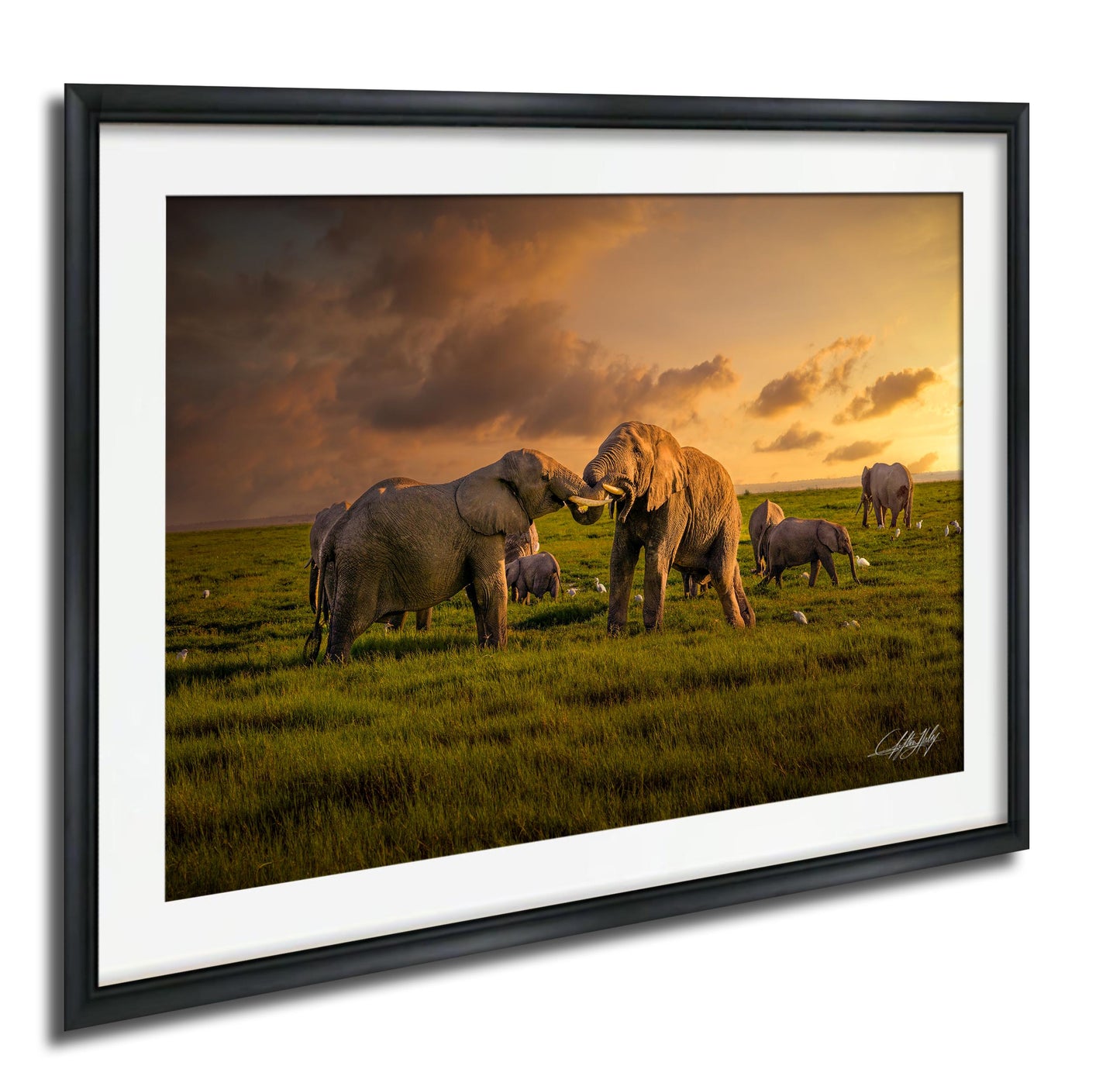 A group of elephants standing in a grassy field, with one elephant in the foreground appearing to be interacting with another elephant. The sky is filled with clouds, and the sun is setting, creating a warm, golden glow over the scene.