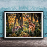 A framed photograph of two giraffes standing in a lush, green forest with trees and foliage in the background.