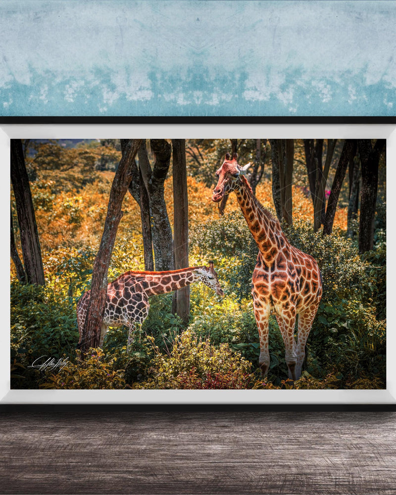 A framed photograph of two giraffes standing in a lush, green forest with trees and foliage in the background.