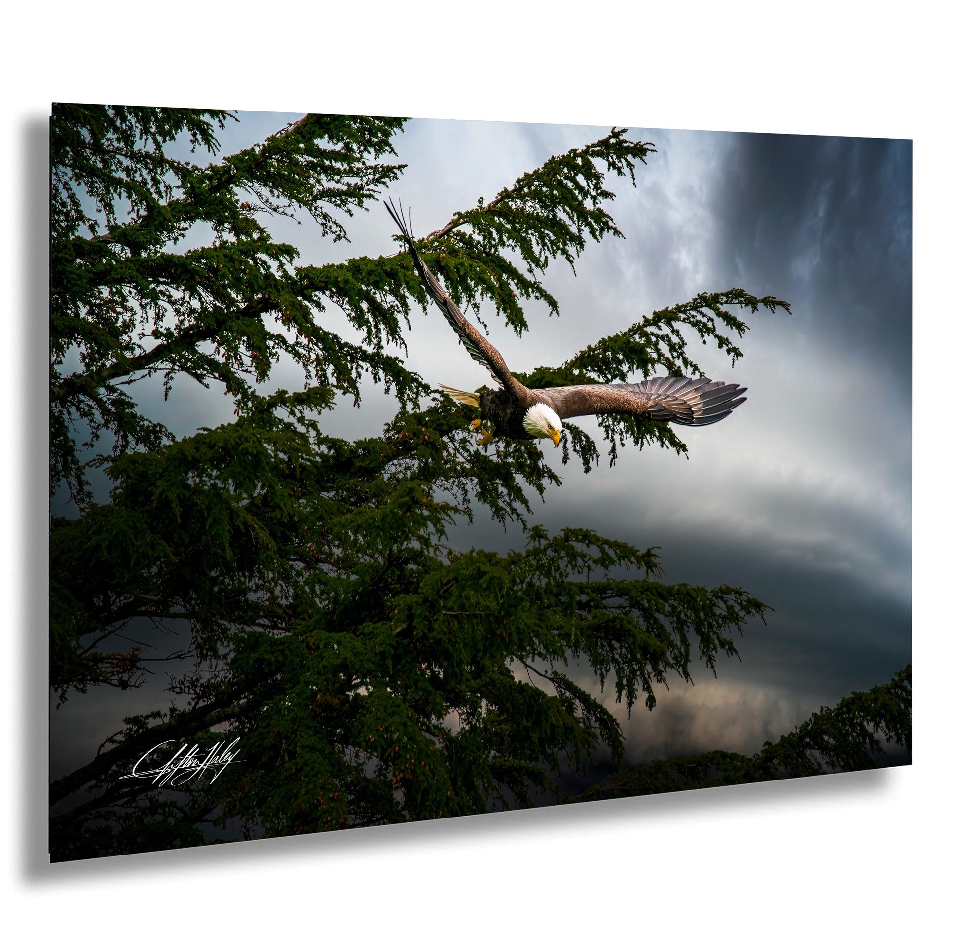 A majestic bald eagle soars through a cloudy sky, its wings spread wide as it glides effortlessly above the treetops.