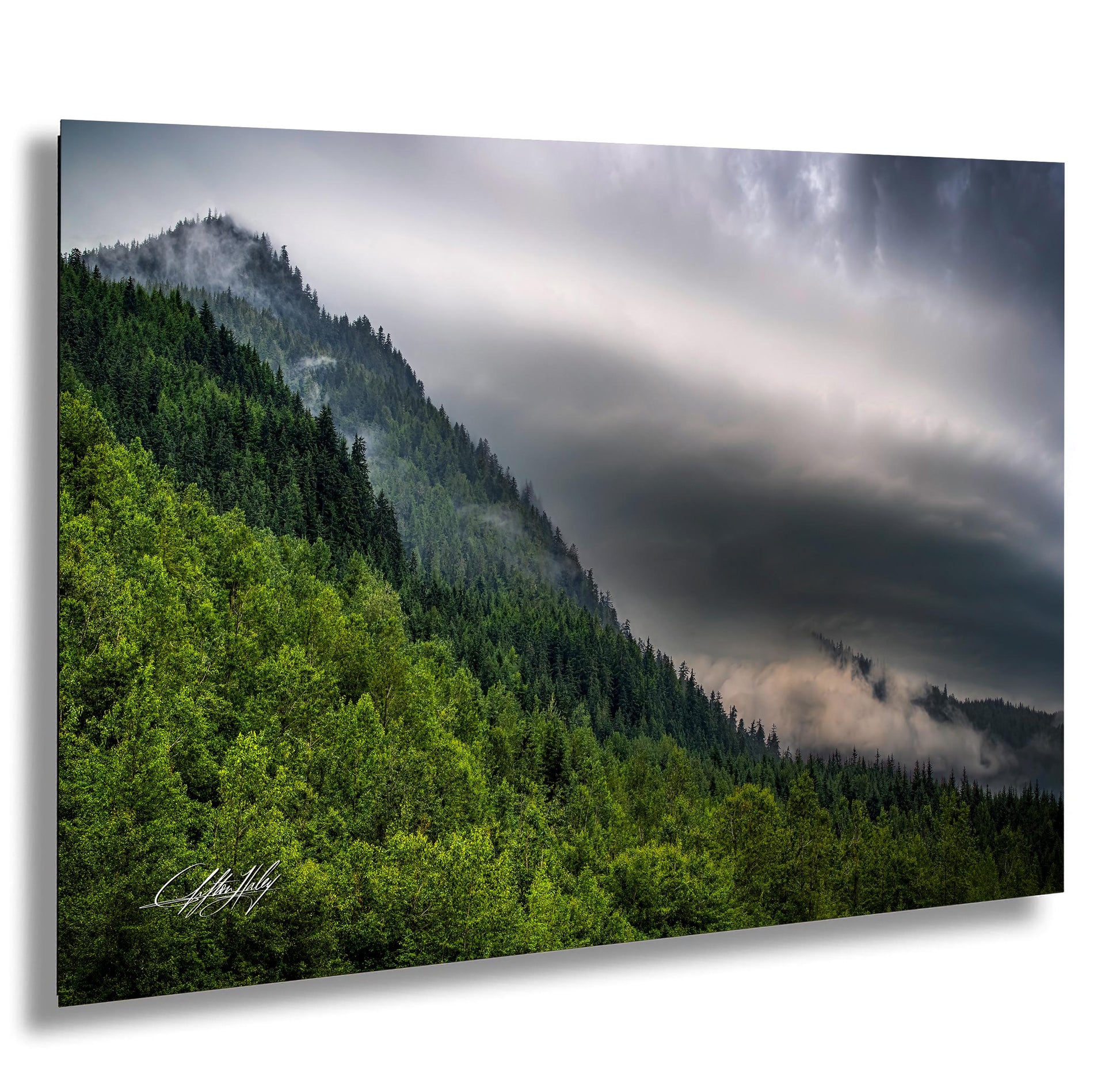 a lush, green forest with a cloudy, gray sky in the background.