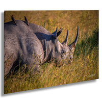 Black rhino Kenya, Maasai Mara safari, endangered wildlife, African conservation, big five photography, Kenya sunset safari, Maasai culture, wildlife photography tips, best safari locations, rhino tracking Kenya, African nature photography