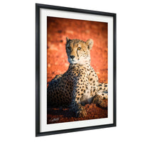 A cheetah resting on the ground against a red background.