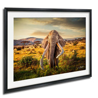 A large elephant with long tusks stands in a grassy field, surrounded by trees and hills in the background.