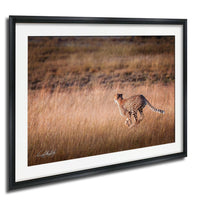 A cheetah is captured in mid-stride, running through a field of tall grass.