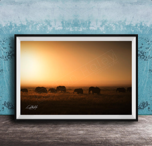 A framed photograph depicting a herd of elephants grazing in a field during a sunset.