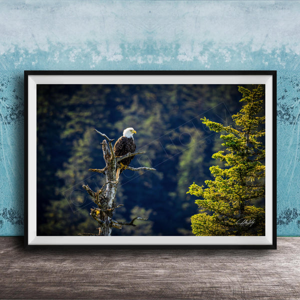 A framed photograph of a bald eagle perched on a tree branch, with a forested background.