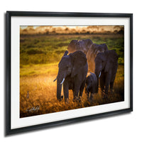 A family of elephants walking together in a grassy field during sunset.