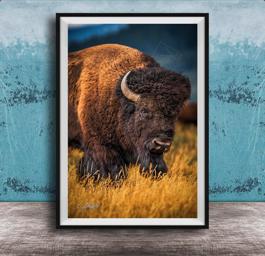 A close-up of a bison standing in a field of tall grass, with a blue background.
