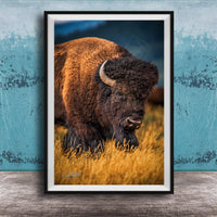 A close-up of a bison standing in a field of tall grass, with a blue background.