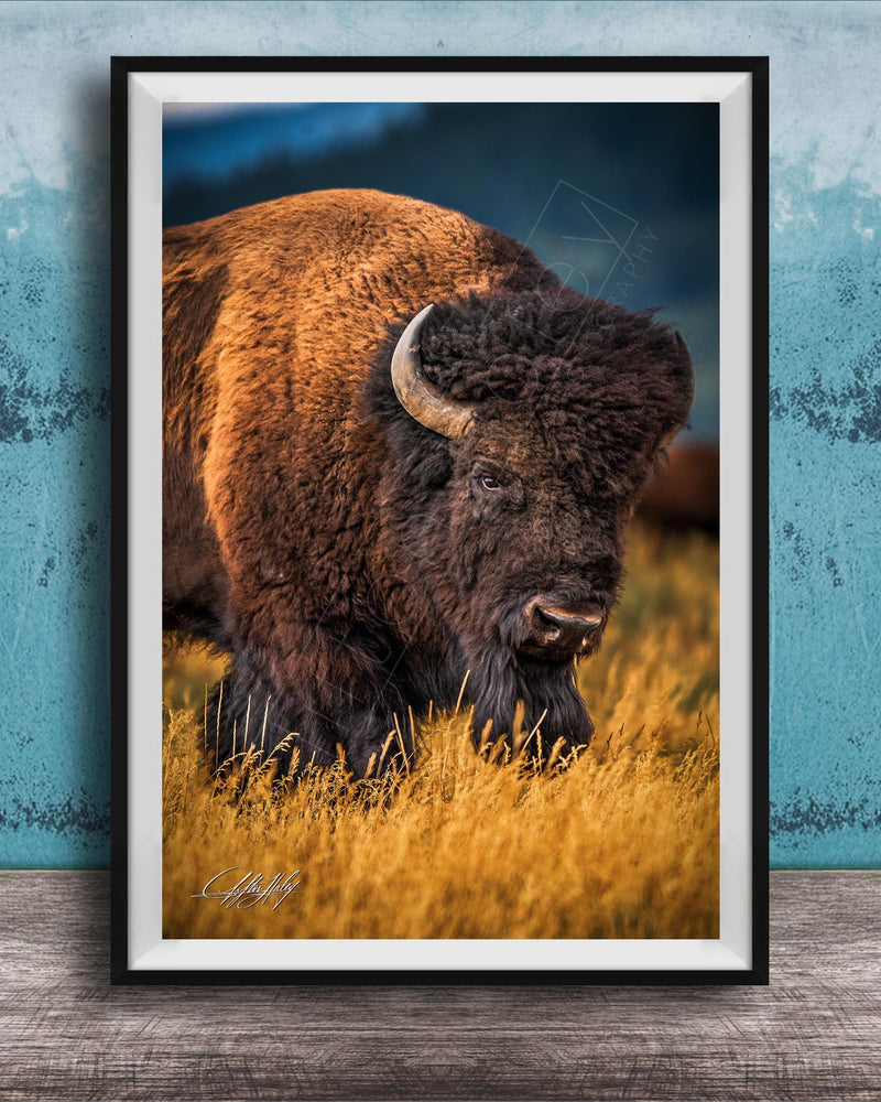 A close-up of a bison standing in a field of tall grass, with a blue background.