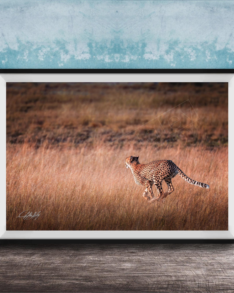A cheetah is captured in mid-stride, running through a field of tall grass.