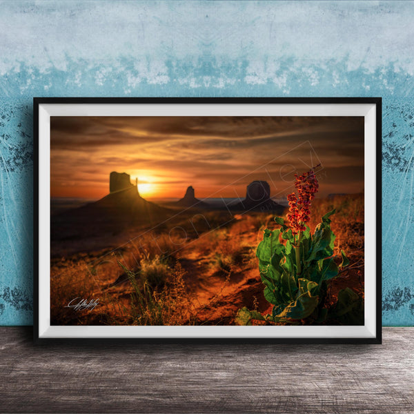 A framed photograph depicting a desert landscape at sunset, with a red flower in the foreground and silhouetted mountains in the background.
