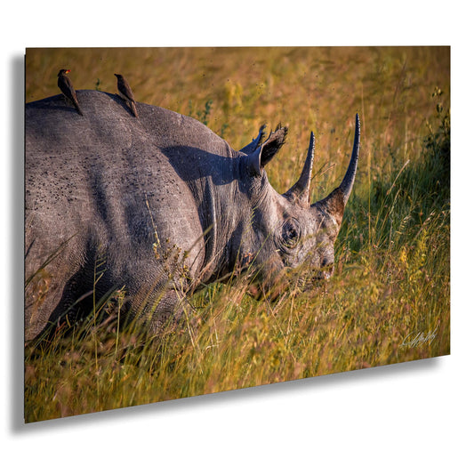 Black rhino Kenya, Maasai Mara safari, endangered wildlife, African conservation, big five photography, Kenya sunset safari, Maasai culture, wildlife photography tips, best safari locations, rhino tracking Kenya, African nature photography