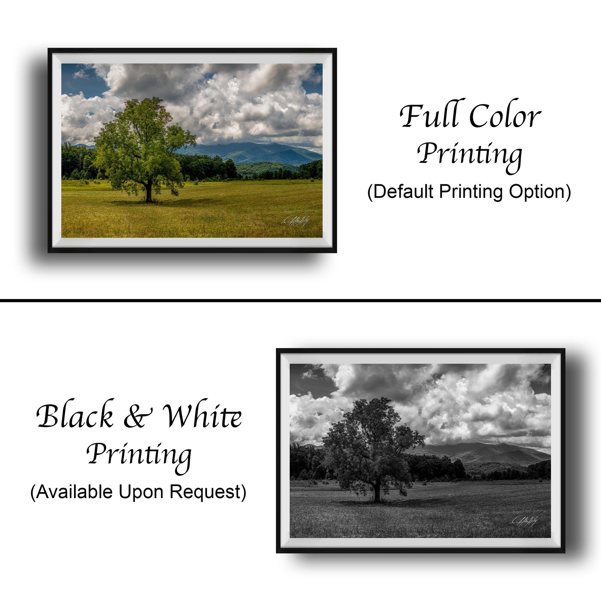 The image is a collage of two framed pictures. The top picture is a full color print of a tree in a field, while the bottom picture is a black and white print of the same tree in a field. Both pictures are framed and available upon request.