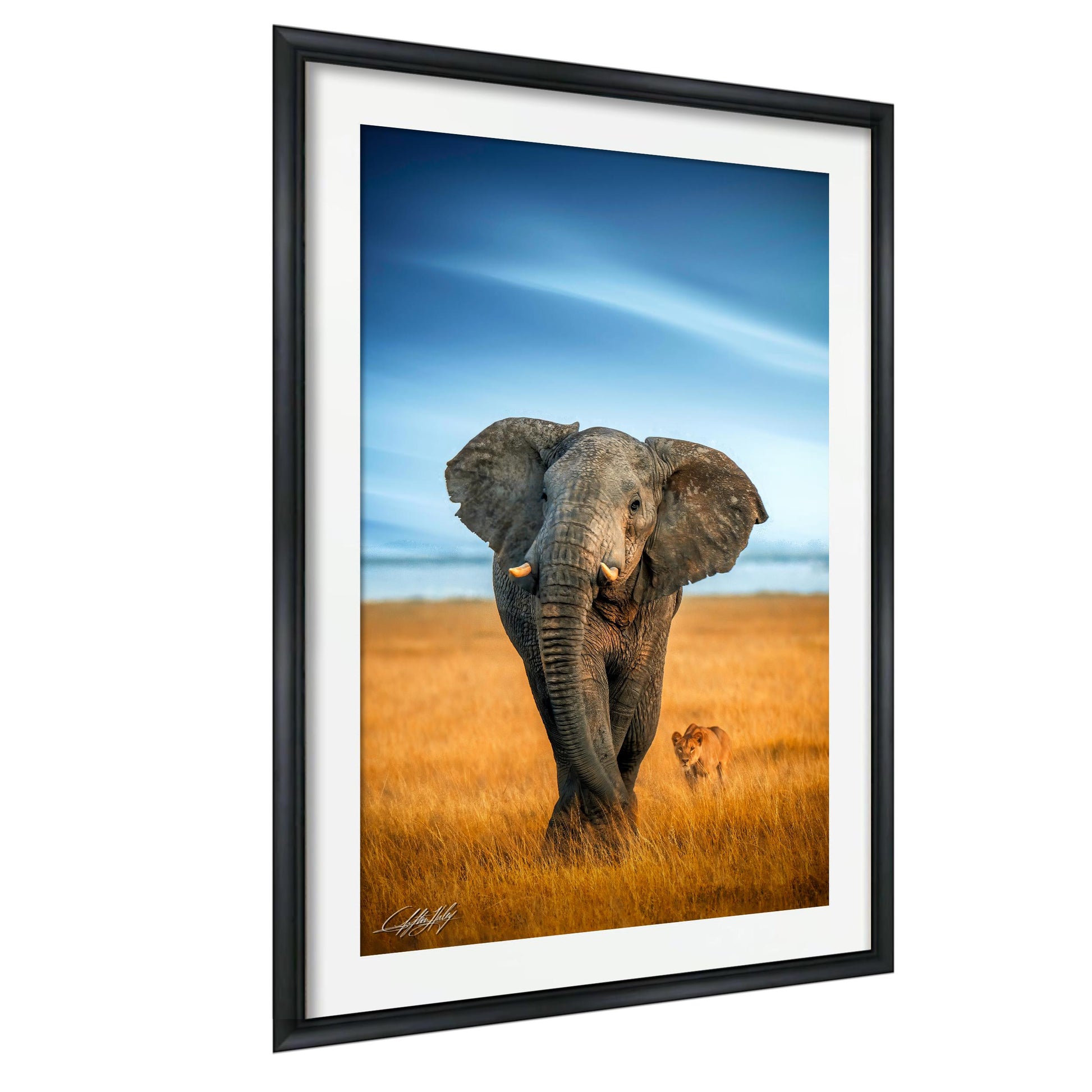 A large gray elephant stands in a field of tall yellow grass, with a smaller animal visible in the distance.