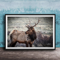 A framed photograph of a majestic elk standing in a field, with its large antlers and fur prominently displayed.