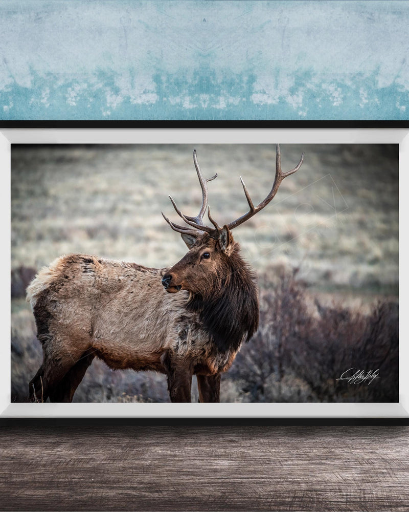 A framed photograph of a majestic elk standing in a field, with its large antlers and fur prominently displayed.