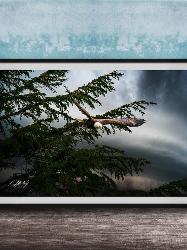 A framed photograph of a bald eagle soaring through a cloudy sky, with the eagle's wings spread wide as it flies over a tree.