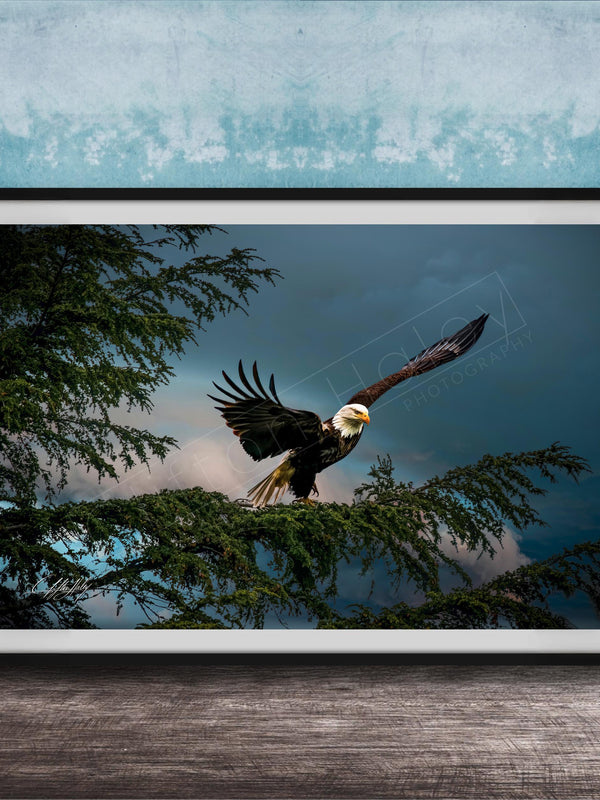 A framed photograph of a bald eagle in flight, with its wings spread wide, against a backdrop of trees and a cloudy sky.