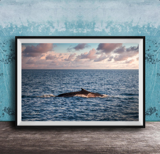 A framed photograph of a whale swimming in the ocean, with a beautiful sunset sky in the background.