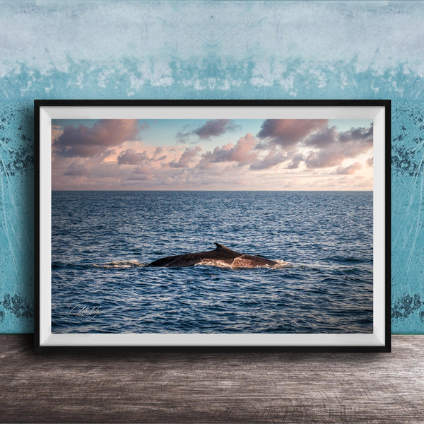 A framed photograph of a whale swimming in the ocean, with a beautiful sunset sky in the background.