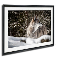 A gray wolf standing in a snowy forest, its gaze directed to the left.