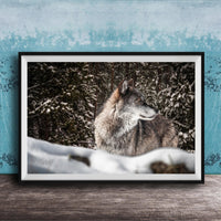 A gray wolf standing in a snowy forest, its gaze directed off to the side.