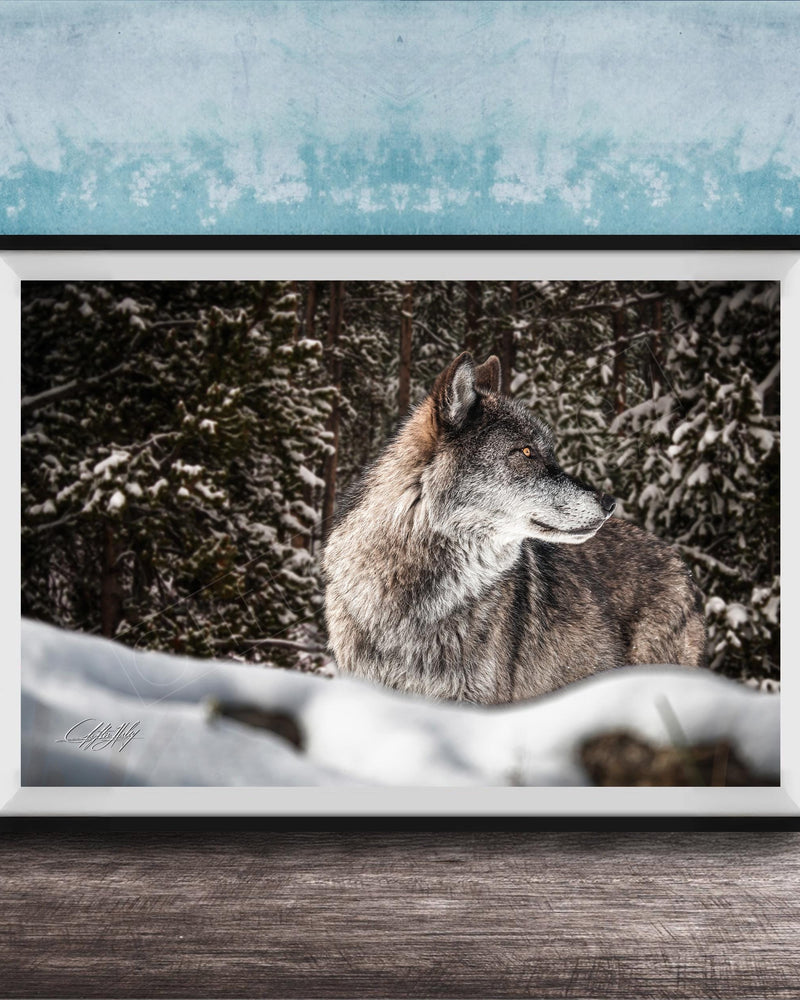 A gray wolf standing in a snowy forest, its gaze directed off to the side.
