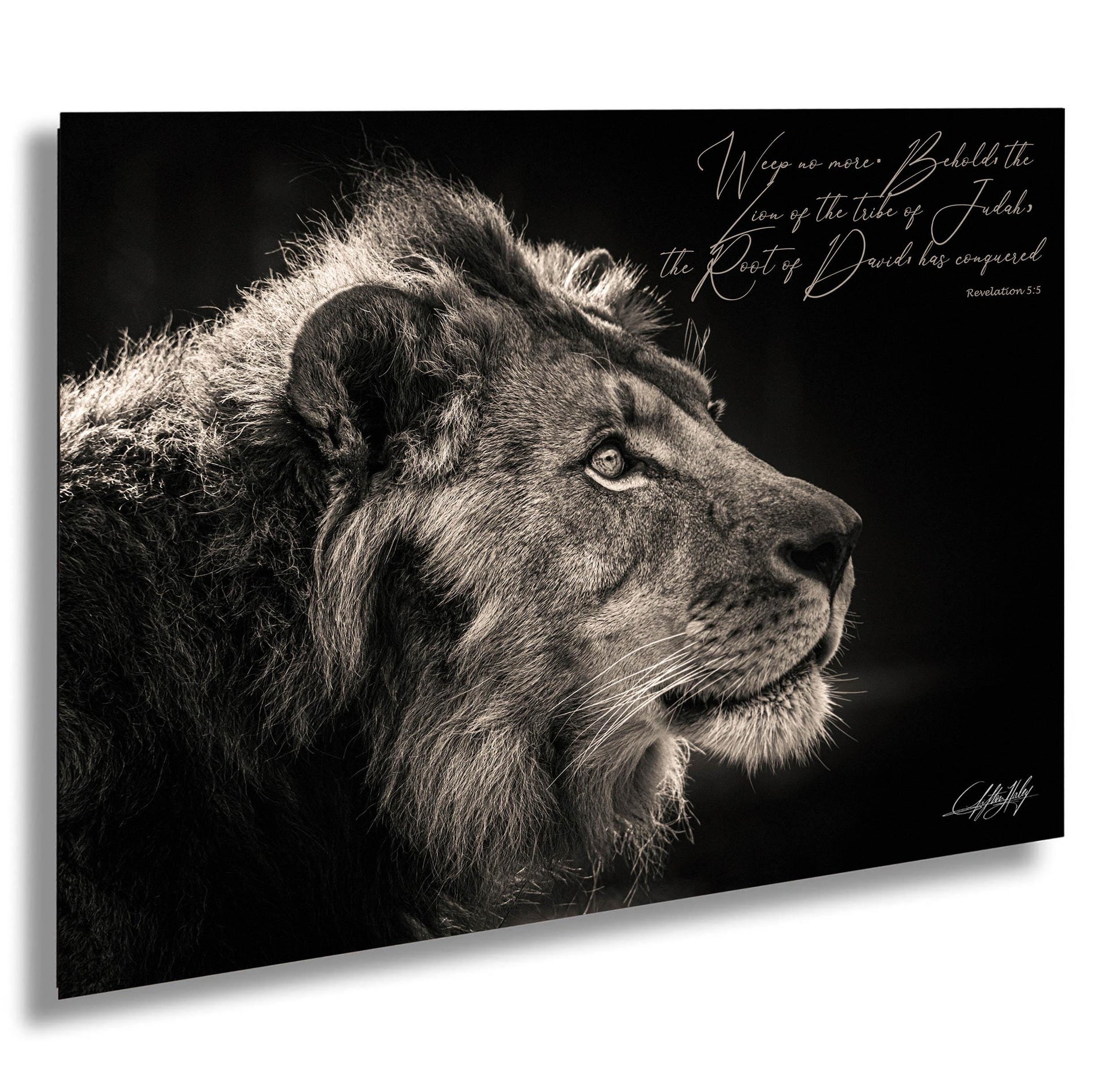 The image is a black and white photograph of a lion's head, with a Bible verse from Revelation 5:3 overlaid on the image.