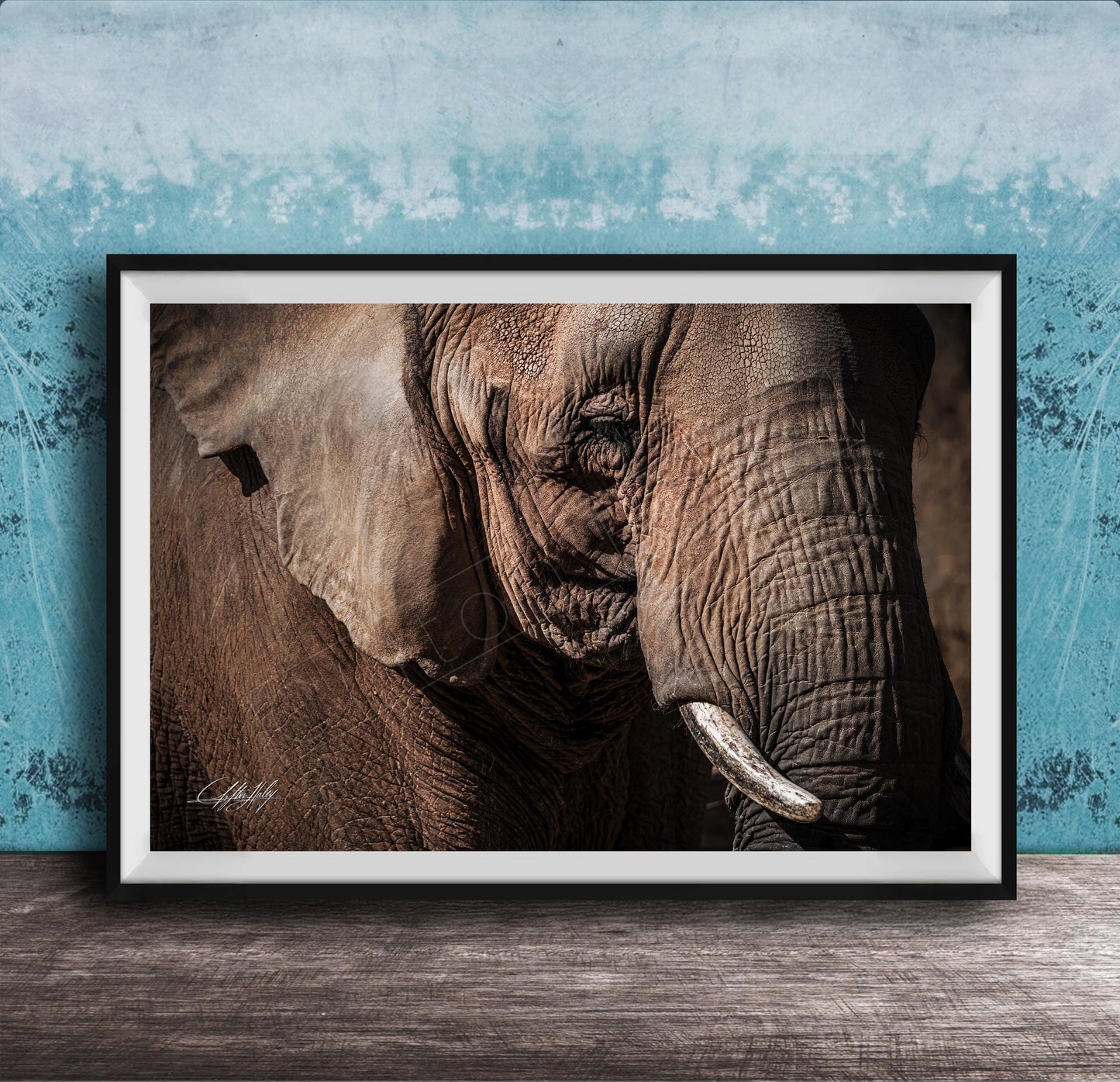 A close-up photograph of an elephant's face, with its large ears and tusks prominently featured against a blue textured background.