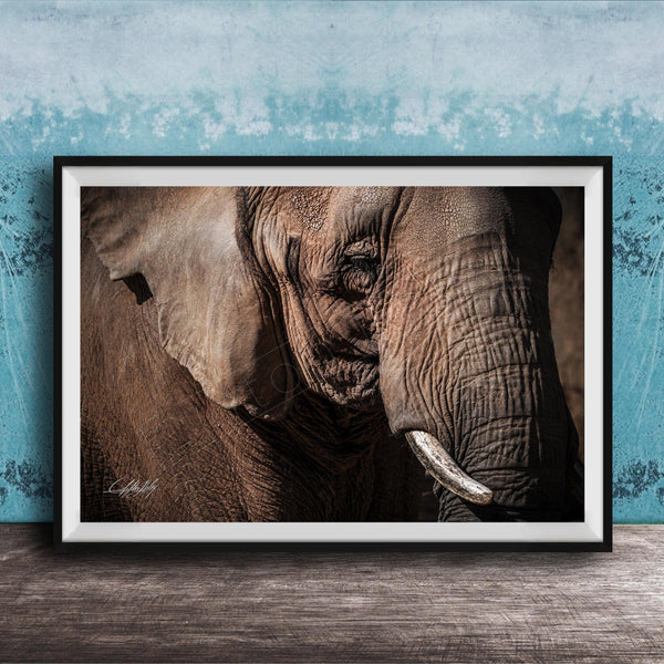 A close-up photograph of an elephant's face, with its large ears and tusks prominently featured against a blue textured background.