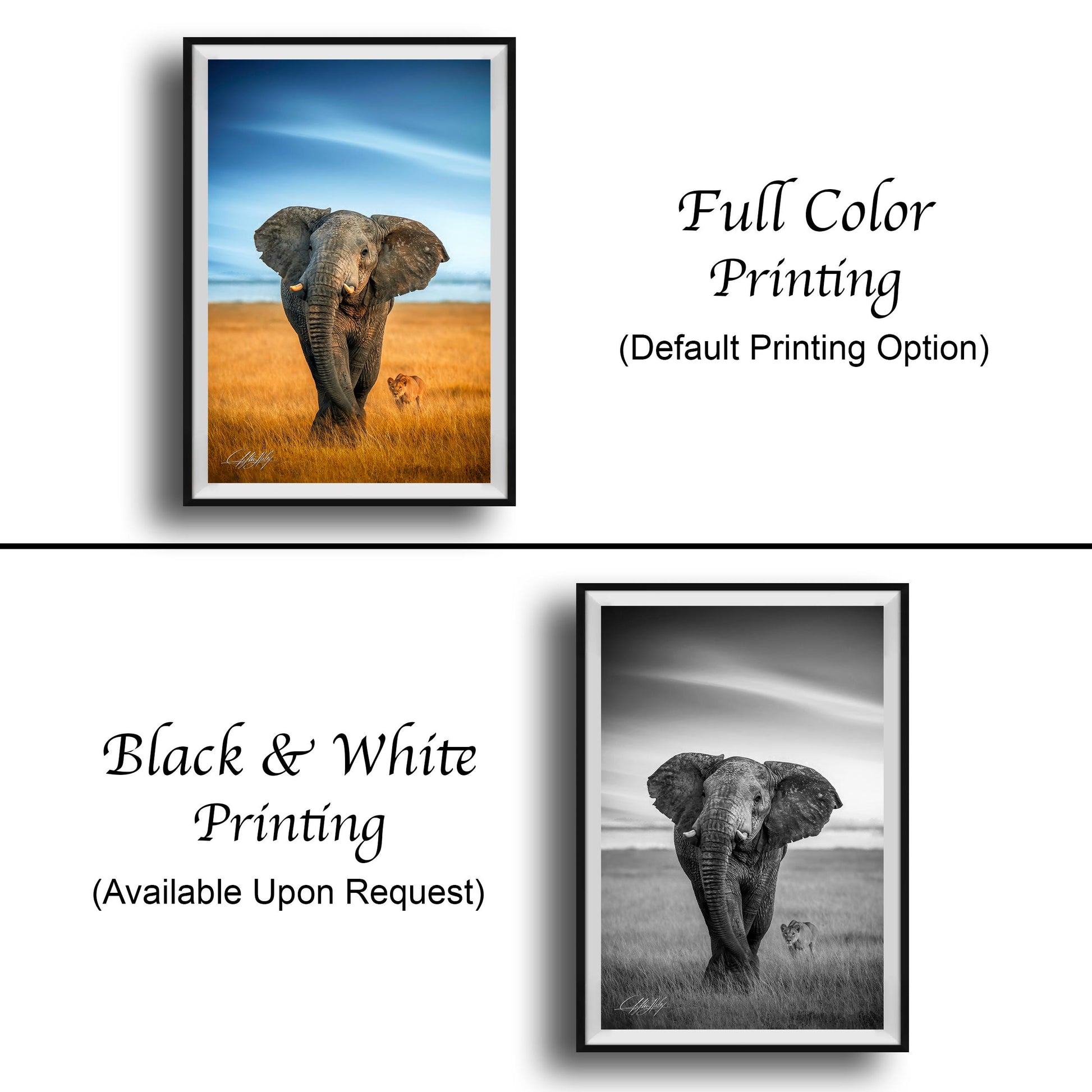 The image is a collage of two framed pictures. The top picture is a full color print of an elephant in a field, while the bottom picture is a black and white print of the same elephant. Both pictures are framed and available upon request.