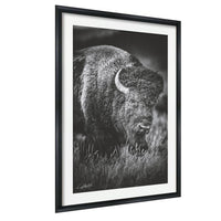 A black and white photograph of a bison grazing in tall grass.