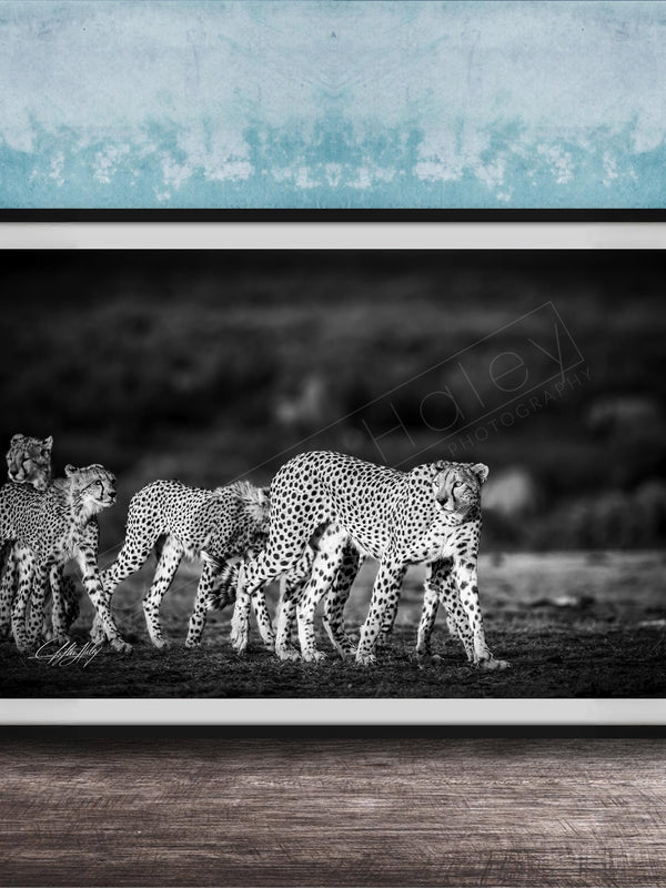 A group of cheetahs walking together in a natural setting, captured in a black and white photograph.
