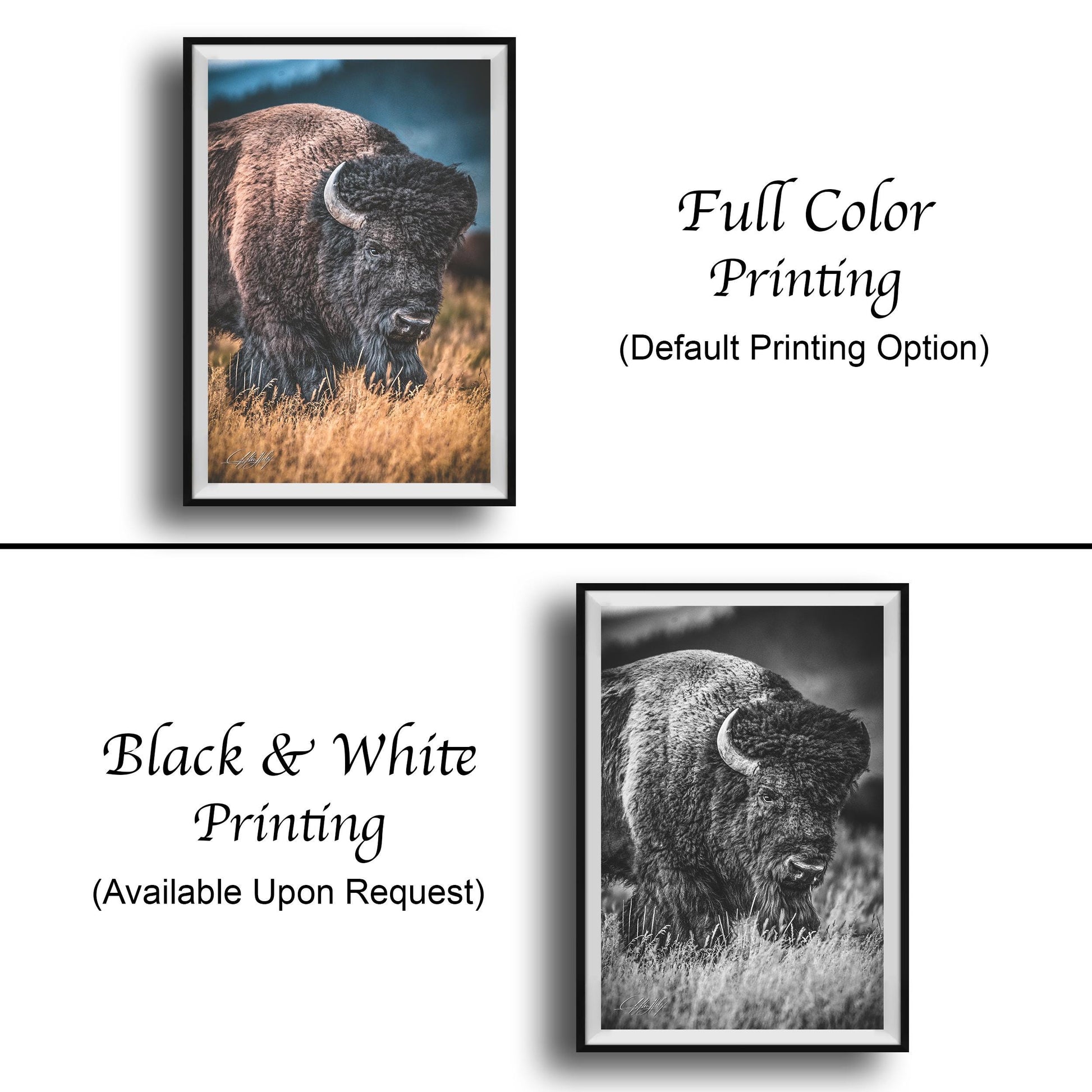 The image is a collage of two framed pictures. The top picture is a full color print of a bison grazing in a field, while the bottom picture is a black and white print of the same bison. Both pictures are framed and available upon request.