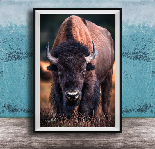 A close-up portrait of a bison with large, curved horns standing in a grassy field.