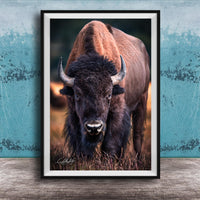 A close-up portrait of a bison with large, curved horns standing in a grassy field.