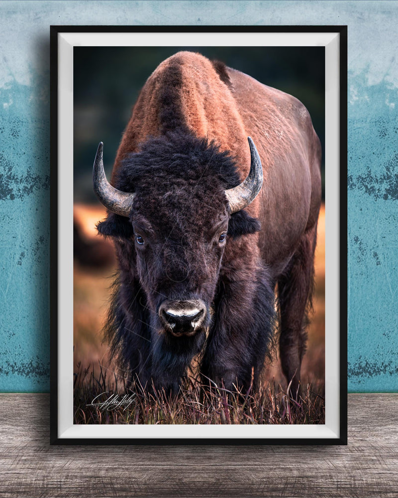 A close-up portrait of a bison with large, curved horns standing in a grassy field.
