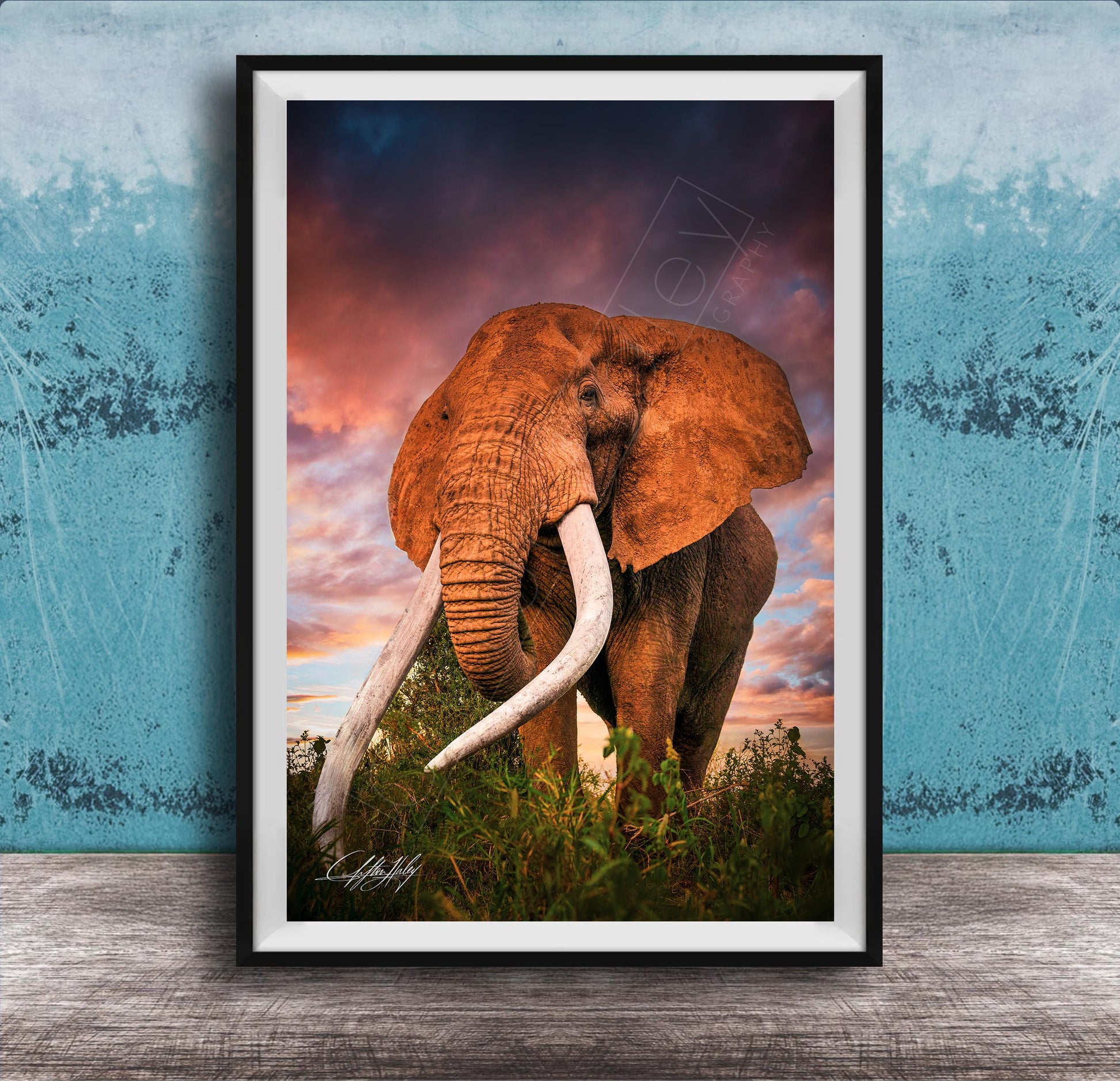 A large elephant with long white tusks stands in a grassy field, its massive form contrasting with the vibrant colors of the sky and clouds in the background.